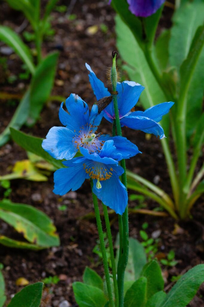fleur, montagne, botanique, nature, plante, jardin, floraison, pavot, pétales, flore